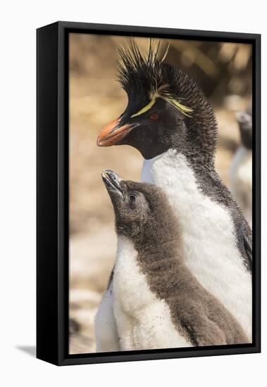 Falkland Islands, Bleaker Island. Rockhopper penguin adult and chick.-Jaynes Gallery-Framed Premier Image Canvas