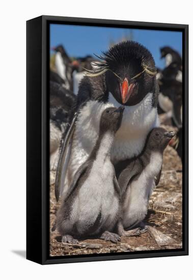 Falkland Islands, Bleaker Island. Rockhopper Penguin and Chicks-Cathy & Gordon Illg-Framed Premier Image Canvas