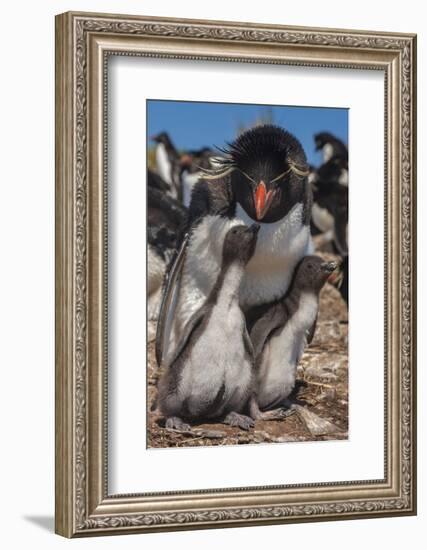 Falkland Islands, Bleaker Island. Rockhopper Penguin and Chicks-Cathy & Gordon Illg-Framed Photographic Print