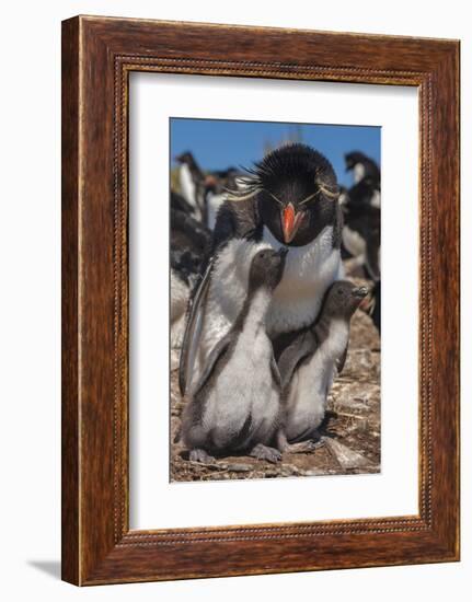 Falkland Islands, Bleaker Island. Rockhopper Penguin and Chicks-Cathy & Gordon Illg-Framed Photographic Print