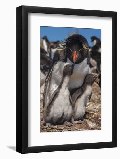 Falkland Islands, Bleaker Island. Rockhopper Penguin and Chicks-Cathy & Gordon Illg-Framed Photographic Print