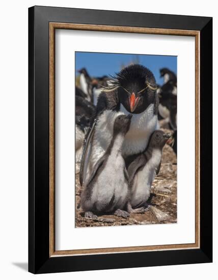 Falkland Islands, Bleaker Island. Rockhopper Penguin and Chicks-Cathy & Gordon Illg-Framed Photographic Print