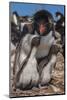 Falkland Islands, Bleaker Island. Rockhopper Penguin and Chicks-Cathy & Gordon Illg-Mounted Photographic Print