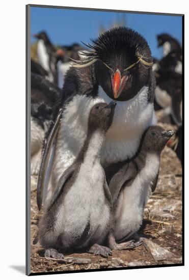 Falkland Islands, Bleaker Island. Rockhopper Penguin and Chicks-Cathy & Gordon Illg-Mounted Photographic Print