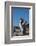 Falkland Islands, Bleaker Island. Rockhopper Penguin Calling-Cathy & Gordon Illg-Framed Photographic Print