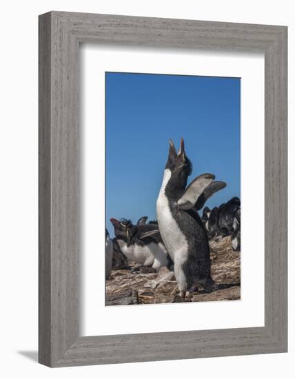 Falkland Islands, Bleaker Island. Rockhopper Penguin Calling-Cathy & Gordon Illg-Framed Photographic Print