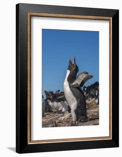 Falkland Islands, Bleaker Island. Rockhopper Penguin Calling-Cathy & Gordon Illg-Framed Photographic Print