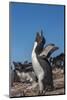 Falkland Islands, Bleaker Island. Rockhopper Penguin Calling-Cathy & Gordon Illg-Mounted Photographic Print