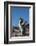 Falkland Islands, Bleaker Island. Rockhopper Penguin Calling-Cathy & Gordon Illg-Framed Photographic Print