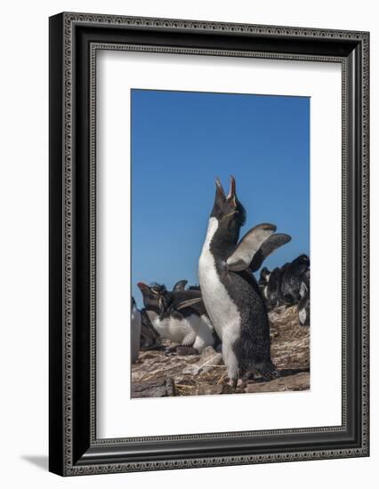 Falkland Islands, Bleaker Island. Rockhopper Penguin Calling-Cathy & Gordon Illg-Framed Photographic Print