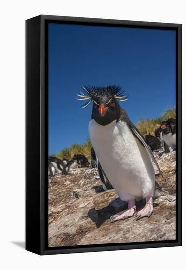 Falkland Islands, Bleaker Island. Rockhopper Penguin Close-up-Cathy & Gordon Illg-Framed Premier Image Canvas