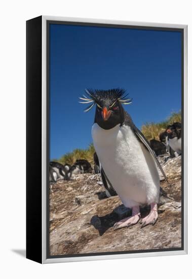 Falkland Islands, Bleaker Island. Rockhopper Penguin Close-up-Cathy & Gordon Illg-Framed Premier Image Canvas