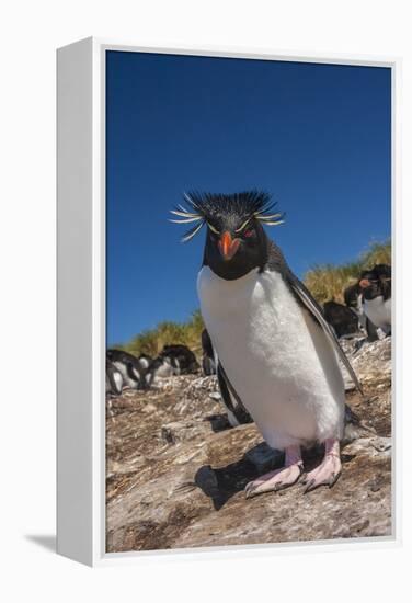 Falkland Islands, Bleaker Island. Rockhopper Penguin Close-up-Cathy & Gordon Illg-Framed Premier Image Canvas