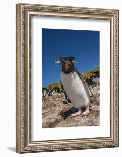 Falkland Islands, Bleaker Island. Rockhopper Penguin Close-up-Cathy & Gordon Illg-Framed Photographic Print