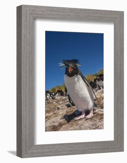 Falkland Islands, Bleaker Island. Rockhopper Penguin Close-up-Cathy & Gordon Illg-Framed Photographic Print