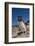 Falkland Islands, Bleaker Island. Rockhopper Penguin Close-up-Cathy & Gordon Illg-Framed Photographic Print