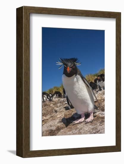 Falkland Islands, Bleaker Island. Rockhopper Penguin Close-up-Cathy & Gordon Illg-Framed Photographic Print