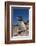 Falkland Islands, Bleaker Island. Rockhopper Penguin Close-up-Cathy & Gordon Illg-Framed Photographic Print