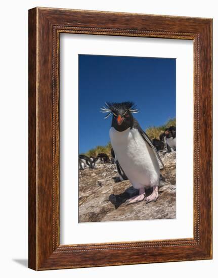 Falkland Islands, Bleaker Island. Rockhopper Penguin Close-up-Cathy & Gordon Illg-Framed Photographic Print