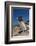 Falkland Islands, Bleaker Island. Rockhopper Penguin Close-up-Cathy & Gordon Illg-Framed Photographic Print