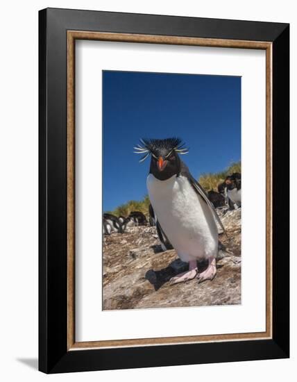 Falkland Islands, Bleaker Island. Rockhopper Penguin Close-up-Cathy & Gordon Illg-Framed Photographic Print