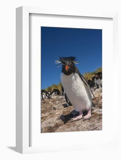 Falkland Islands, Bleaker Island. Rockhopper Penguin Close-up-Cathy & Gordon Illg-Framed Photographic Print