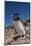 Falkland Islands, Bleaker Island. Rockhopper Penguin Close-up-Cathy & Gordon Illg-Mounted Photographic Print