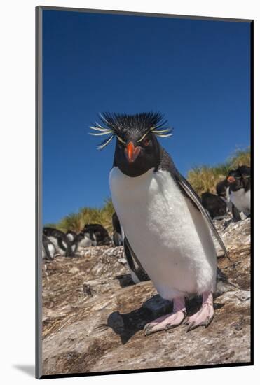 Falkland Islands, Bleaker Island. Rockhopper Penguin Close-up-Cathy & Gordon Illg-Mounted Photographic Print