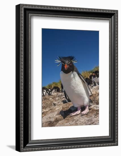 Falkland Islands, Bleaker Island. Rockhopper Penguin Close-up-Cathy & Gordon Illg-Framed Photographic Print