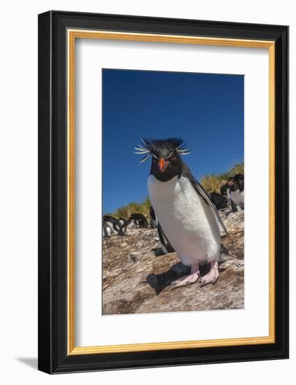 Falkland Islands, Bleaker Island. Rockhopper Penguin Close-up-Cathy & Gordon Illg-Framed Photographic Print
