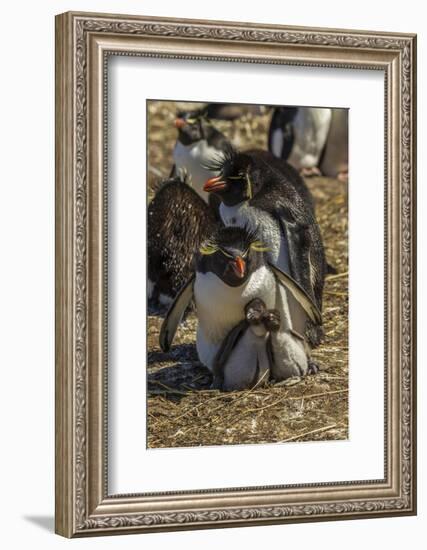 Falkland Islands, Bleaker Island. Rockhopper Penguin Family-Cathy & Gordon Illg-Framed Photographic Print