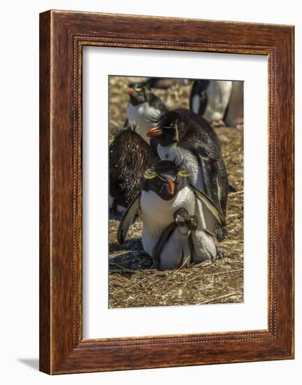 Falkland Islands, Bleaker Island. Rockhopper Penguin Family-Cathy & Gordon Illg-Framed Photographic Print