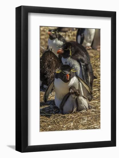 Falkland Islands, Bleaker Island. Rockhopper Penguin Family-Cathy & Gordon Illg-Framed Photographic Print
