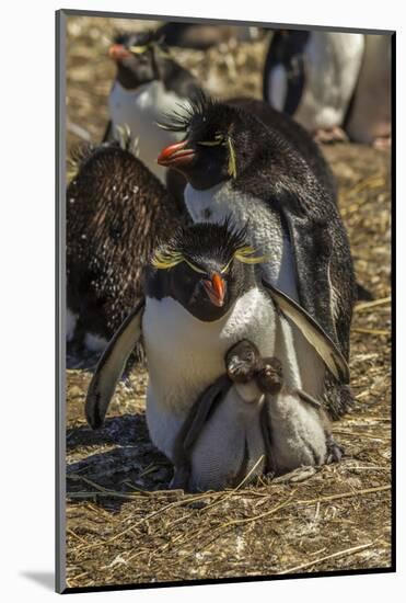 Falkland Islands, Bleaker Island. Rockhopper Penguin Family-Cathy & Gordon Illg-Mounted Photographic Print