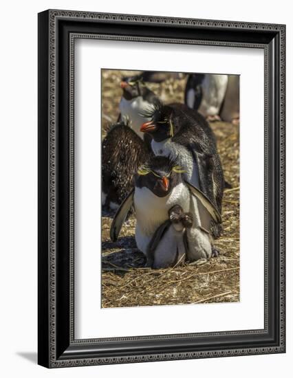 Falkland Islands, Bleaker Island. Rockhopper Penguin Family-Cathy & Gordon Illg-Framed Photographic Print