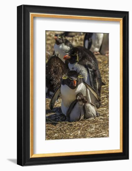 Falkland Islands, Bleaker Island. Rockhopper Penguin Family-Cathy & Gordon Illg-Framed Photographic Print