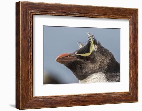 Falkland Islands, Bleaker Island. Rockhopper penguin portrait.-Jaynes Gallery-Framed Photographic Print