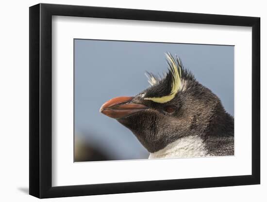 Falkland Islands, Bleaker Island. Rockhopper penguin portrait.-Jaynes Gallery-Framed Photographic Print