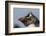 Falkland Islands, Bleaker Island. Rockhopper penguin portrait.-Jaynes Gallery-Framed Photographic Print