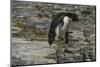 Falkland Islands, Bleaker Island. Rockhopper Penguin-Cathy & Gordon Illg-Mounted Photographic Print