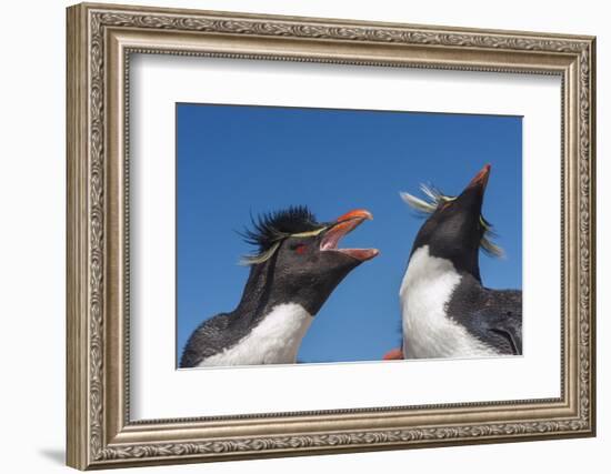 Falkland Islands, Bleaker Island. Rockhopper Penguins Greeting-Cathy & Gordon Illg-Framed Photographic Print