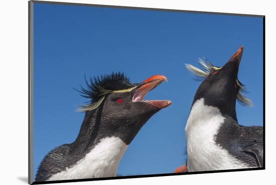 Falkland Islands, Bleaker Island. Rockhopper Penguins Greeting-Cathy & Gordon Illg-Mounted Photographic Print