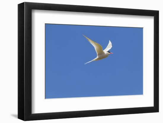 Falkland Islands, Bleaker Island. South American Tern in Flight-Cathy & Gordon Illg-Framed Photographic Print