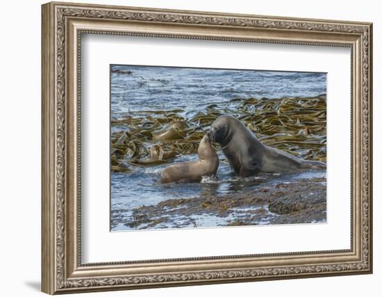 Falkland Islands, Bleaker Island. Southern Sea Lions Near Water-Cathy & Gordon Illg-Framed Photographic Print