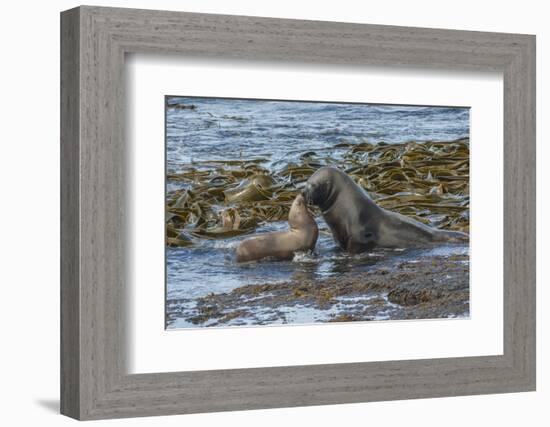 Falkland Islands, Bleaker Island. Southern Sea Lions Near Water-Cathy & Gordon Illg-Framed Photographic Print