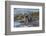 Falkland Islands, Bleaker Island. Southern Sea Lions Near Water-Cathy & Gordon Illg-Framed Photographic Print