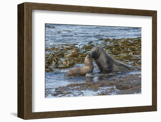 Falkland Islands, Bleaker Island. Southern Sea Lions Near Water-Cathy & Gordon Illg-Framed Photographic Print