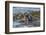 Falkland Islands, Bleaker Island. Southern Sea Lions Near Water-Cathy & Gordon Illg-Framed Photographic Print