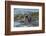 Falkland Islands, Bleaker Island. Southern Sea Lions Near Water-Cathy & Gordon Illg-Framed Photographic Print