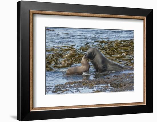 Falkland Islands, Bleaker Island. Southern Sea Lions Near Water-Cathy & Gordon Illg-Framed Photographic Print